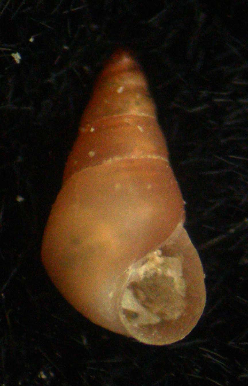 odostomia conspicua